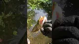 Miniature : ATTAQUE À VUE AU VIF !!! #fishing #fishingvideo #fish