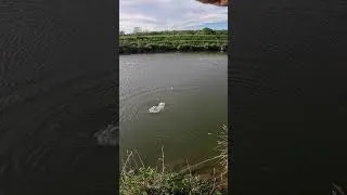 Miniature : ATTAQUE AU VIF AU BOUCHON !!!  #fishing #fishingvideo #fish