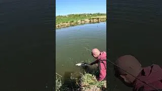 Miniature : GROS SANDRE AU VIF !!!  #fishing #fish