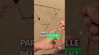 Miniature : Astuce de Pêche : Dorade grise aux Appâts ! #shorts