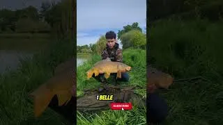 Miniature : belle carpe #carpe #carpfishing #fishing #aventurepêche