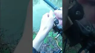 Miniature : petit départ #motivation #carpfish #fishing #fish #carpe #france