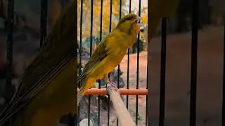 Miniature : canari melodieux