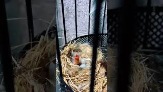 Miniature : oisillon éclosion 😊 il a déjà faim.