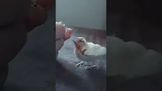 Miniature : petit canari a faim 😊