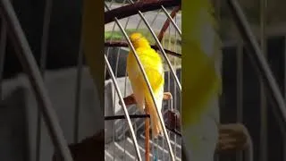 Miniature : un chant d'oiseau magnifique #birds #canary #birdsounds