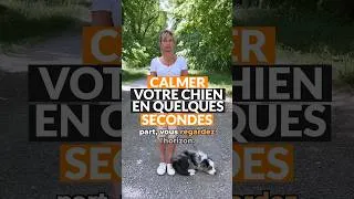 Miniature : CALME TON CHIEN EN QUELQUES SECONDES 🐶💤⏰😜