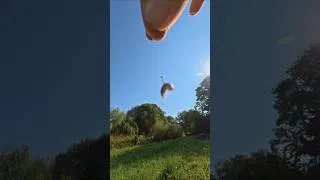 Miniature : Le cloporte ça marche ! Comment pêcher facilement en canal #peche #fishing #psfg