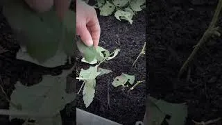 Miniature : Comment faire des boutures en hiver et avoir des aromatiques gratuites