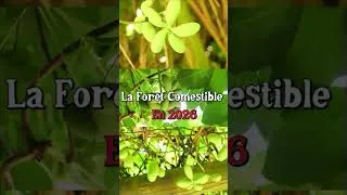 Miniature : Forêt comestible 2026 #permaculture