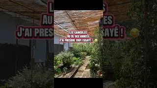 Miniature : J'ai testé 4 solutions contre la canicule #jardin