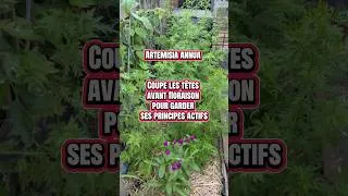 Miniature : 👉 Artemisia : la couper AVANT la floraison 🌿