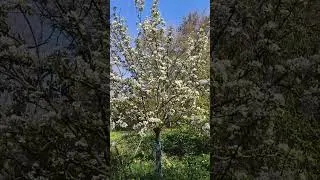 Miniature : Des fruitiers au jardin : économiques et productifs ? Techniques & Méthodes gratuites !