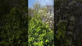 Miniature : 2 minutes de pure nature au JARDIN POTAGER : écoute les oiseaux et respire 🌳✨