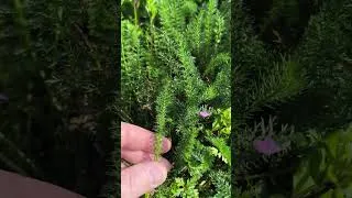Miniature : Achillée Millefeuille 🌿 Mauvaise Herbe… ou Plante MAGIQUE du Jardin Potager ? 😱 #shorts