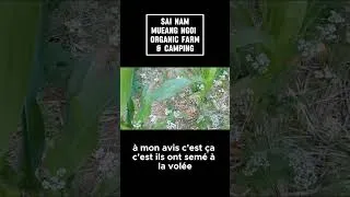 Miniature : Courges en rizière: comment ils les plantent au Laos
