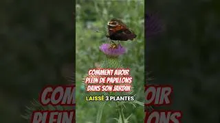 Miniature : comment avoir plein de papillons ? c'est super simple ! #papillon #permaculture