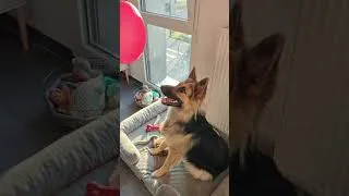 Miniature : Elle me renvoie le ballon avec son nez 😂🐶