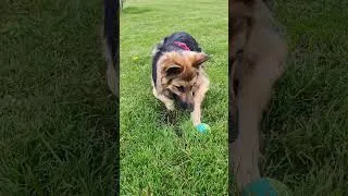 Miniature : Arya joue avec sa balle 😂🐶… et elle disparaît dans un trou ! #shorts