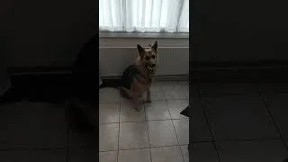 Miniature : Le réflexe le plus rapide que tu verras aujourd’hui ⚡🐶