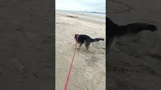 Miniature : Arya devient folle avec son bâton sur la plage 😂🐕 #Shorts
