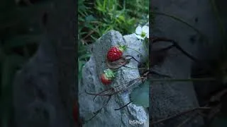 Miniature : des fraises dans mon jardin 😳😳le 12 novembre 🍓 #fraises #jardin