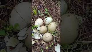 Miniature : c'est à qui tout ça?