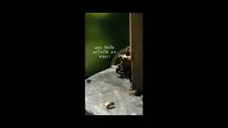 Miniature : Abeilles à la buvette! Elles adorent mon abreuvoir! #abeille #freebee   #beekeeping #permaculture