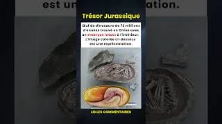 Miniature : Œuf de Dinosaure de 72 Millions d'Années Trouvé avec un Embryon Parfait ! 🥚🦖