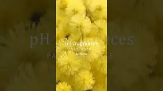 Miniature : Le mimosa , un délice des sens . Découvrez notre parfum pH fragrances #nicheperfume #perfume