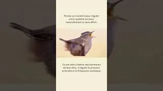 Miniature : Apaisement naturel du système nerveux