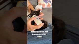 Miniature : Je vous donne des nouvelles du chaton abandonné ! #canicule #chaton