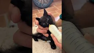 Miniature : J’ai trouvé un chaton abandonné en pleine canicule 🥵🥲 #canicule #chaton
