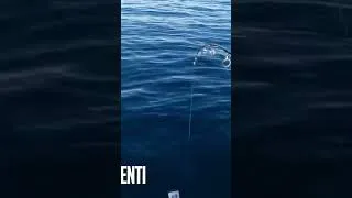 Miniature : Deux dentis au vif en dérive sur ma chaîne YouTube