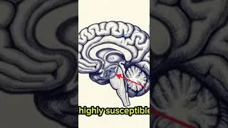 Miniature : How Your Brain Builds Strategic Thinking: From Synapses to Silent Victory | Neuroscience #shorts