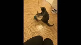 Miniature : Mir joue (sur fond musical) #chat #cat