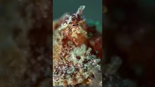 Miniature : Blue ring octopus #shorts