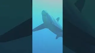 Miniature : Requins renard de Malapascua #shorts