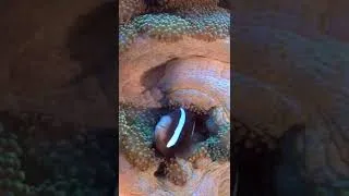 Miniature : Clownfish behavior #shorts