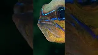 Miniature : One dive in Anilao #shorts