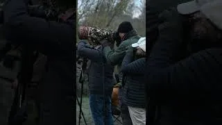 Miniature : Le lever des grues à Montier-en-Der, un moment toujours un peu spécial lors du festival.