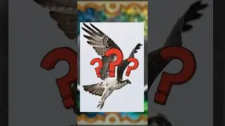 Miniature : Le balbuzard pêcheur #didyouknow #animaux #biology #birds #phunas #animals #nature #mythology #short
