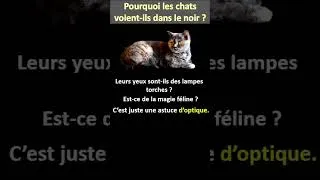 Miniature : Comment les chats voient ils dans le noir ?