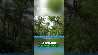 Miniature : Sénégal  La Forêt, Rempart du Climat et Source de Vie