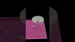 Miniature : BLENDER PHYSICS EEVEE RENDERED
