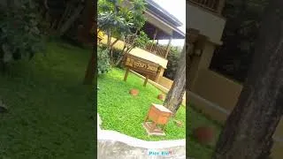 Miniature : Walking Walking Tour in Koh Samui, Thailande - City sounds - n2 Lamai Street, थाईलैंड , कोह समुई