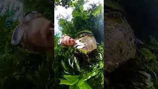 Miniature : POV : 3 SEMAINES EN GUADELOUPE 🌴