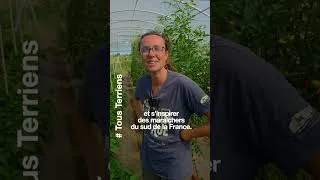 Miniature : Les effets de la canicule en agriculture