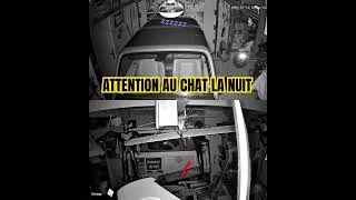 Miniature : CHAT LA NUIT