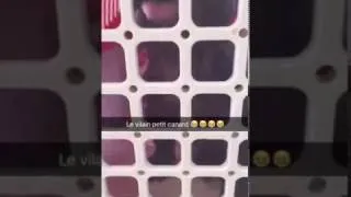 Miniature : Ce chiot imite le canard à la perfection trop drole !